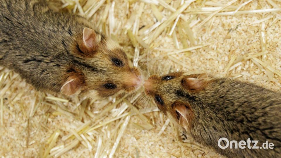 Ein Weibchen und ein Männchen kommen sich im NRW-Artenschutzzentrum näher, in dem Feldhamstern nachgezüchtet werden. Bild: David Ebener/dpa