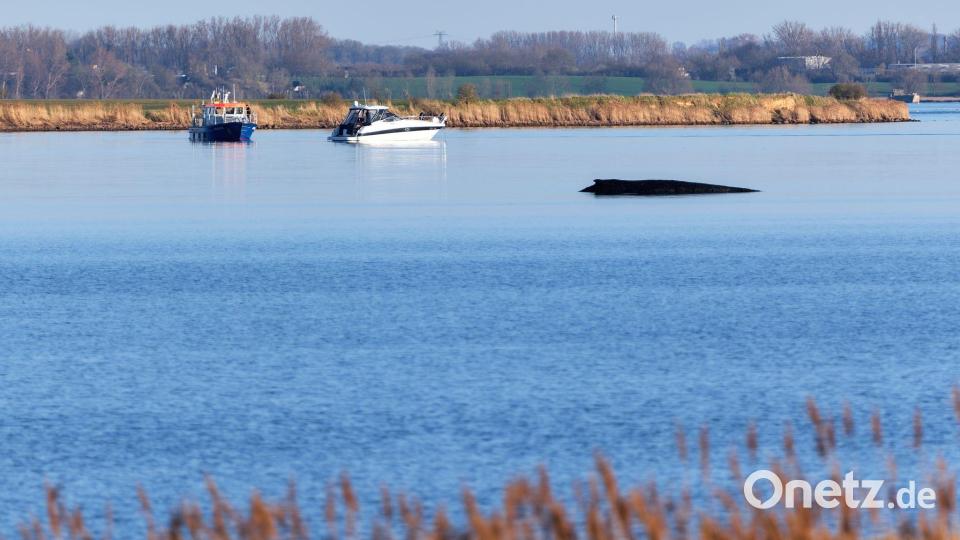 Über Tage hat der festsitzende Wal Deutschland beschäftigt. Bild: Marcus Golejewski/dpa