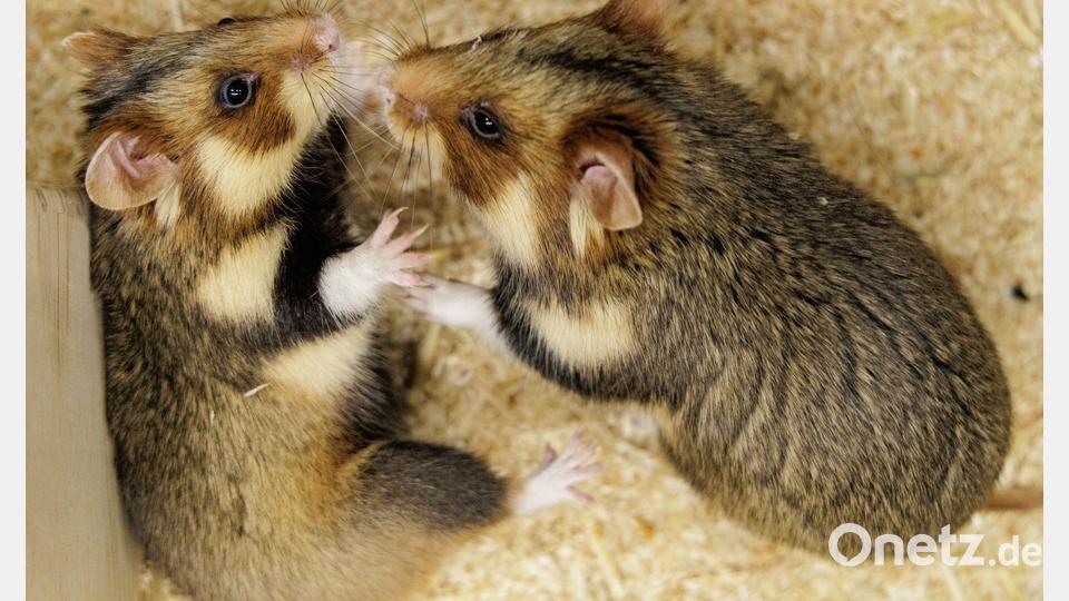 Geht das gut? Ein paarungsbereites Weibchen und ein ausgewähltes Männchen sollen für Feldhamster-Nachwuchs sorgen. Bild: David Ebener/dpa
