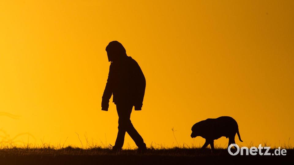 Viele Hundebesitzer bekommen es nicht mit, wenn ihre Tiere leiden. (Symbolbild) Bild: Julian Stratenschulte/dpa