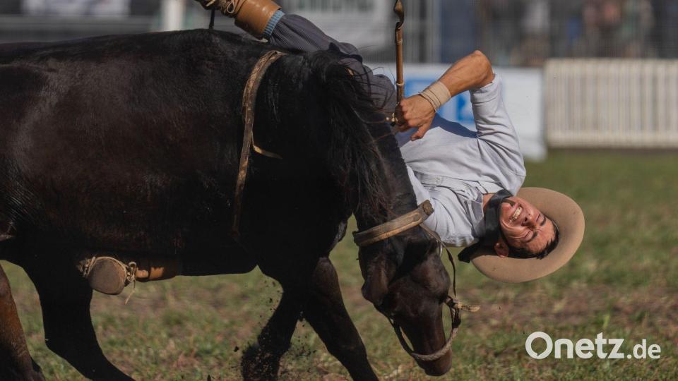 Ein Cowboy wird während eines Rodeofestivals vom Pferd gestoßen. Bild: Matilde Campodonico/AP/dpa