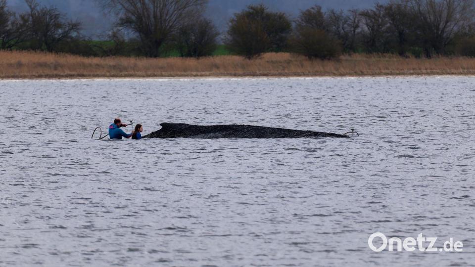 Fachleute hatten die Hilfsaktion laut Umweltministerium empfohlen. Bild: Marcus Golejewski/dpa