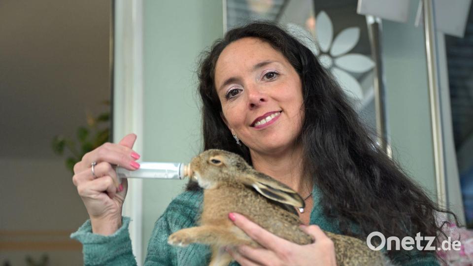 Sabine Gallenberger füttert einen Feldhasen. Sie kümmert sich unter anderem auch um Eichhörnchen und Siebenschläfer. Bild: Malin Wunderlich/dpa
