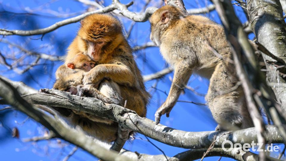 Der Affenberg feiert in diesem Jahr sein 50-jähriges Bestehen. (Archivbild) Bild: Felix Kästle/dpa