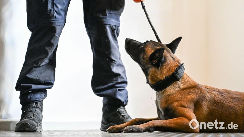 Nicht immer ist es leicht zu erkennen, wenn Tiere leiden. (Symbolbild) Bild: Jens Kalaene/dpa