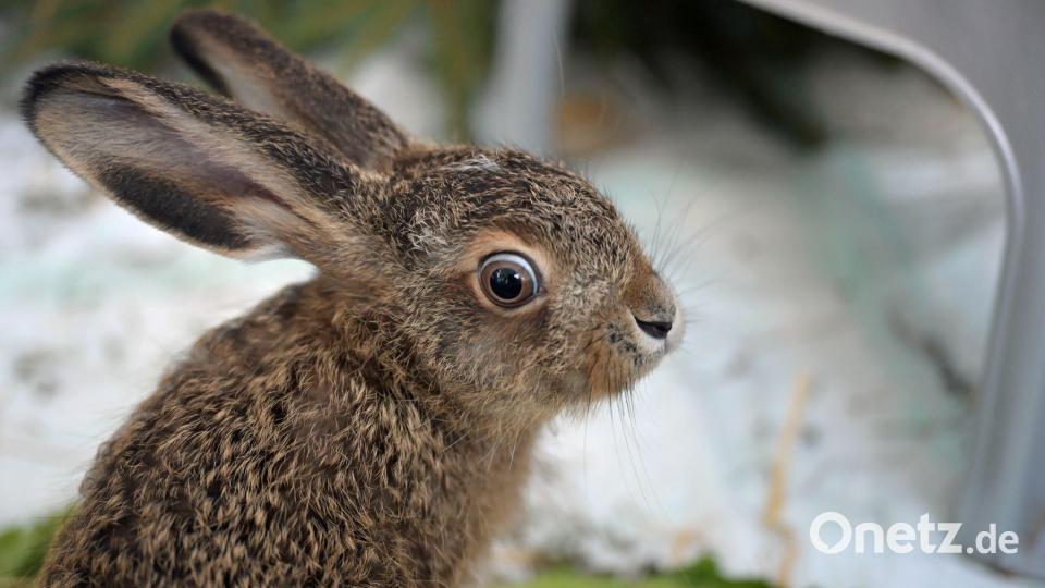Der kleine Feldhase wird in einer Münchner Wildtierstation aufgepäppelt. Bild: Malin Wunderlich/dpa