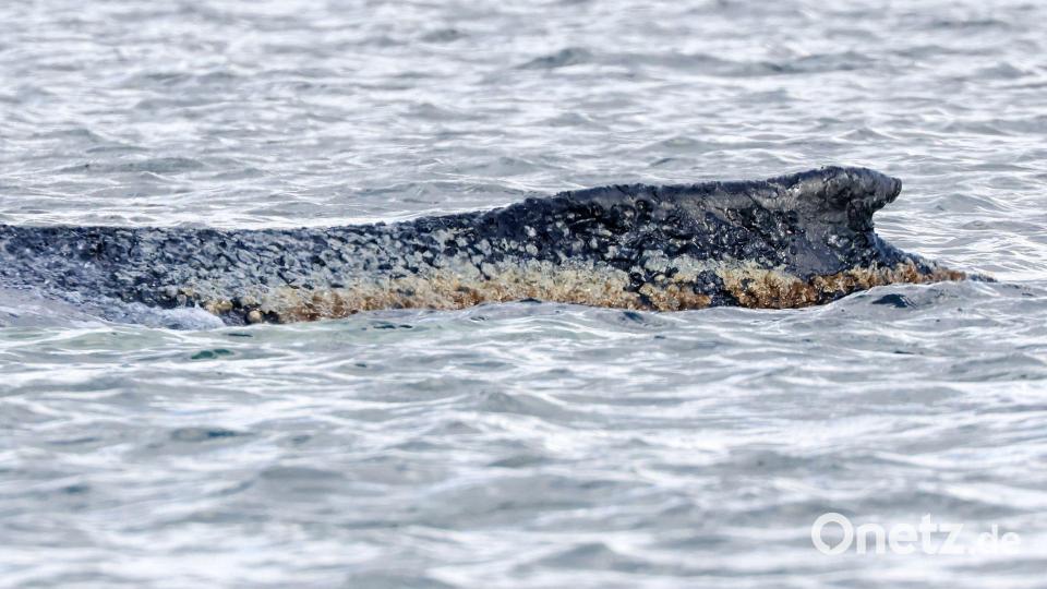 Die Haut des geschwächten Buckelwals soll befeuchtet werden. (Archivbild) Bild: Bodo Marks/dpa