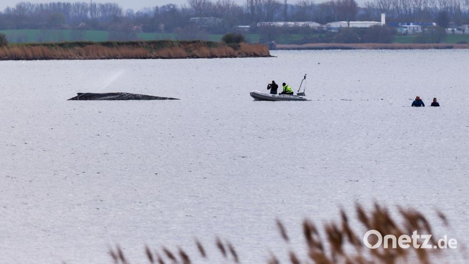 Um die Austrocknung der Haut zu verhindern, befeuchtet die Feuerwehr den Wal. Bild: Marcus Golejewski/dpa