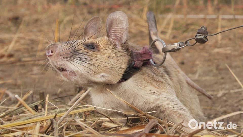 Magawa war ein wahrer Meisterschnüffler, wenn es um Minen ging. (Archivbild) Bild: Pdsa/PA Media/dpa