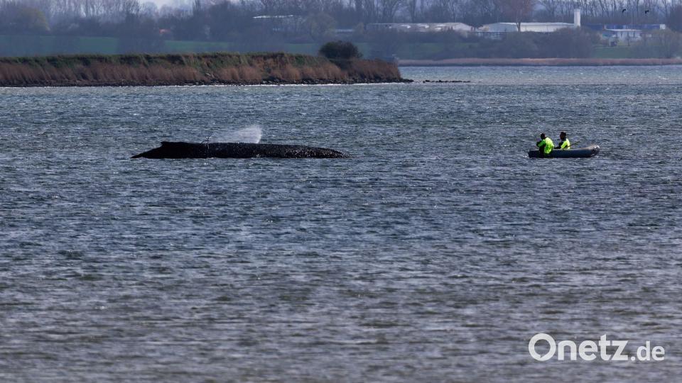 Einsatzkräfte der Feuerwehr benetzen den Rücken des Wals, der aus dem Wasser ragt. Bild: Marcus Golejewski/dpa