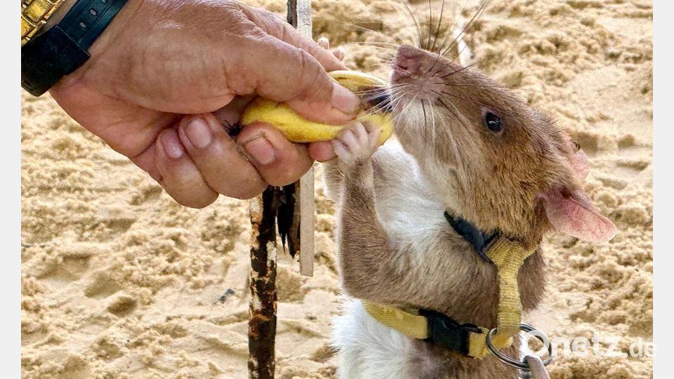 Minensuchratten werden vor allem mit Bananen und Erdnüssen belohnt. Bild: Carola Frentzen/dpa