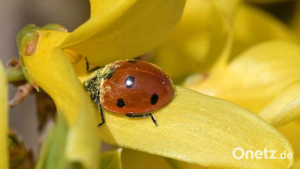Ein Marienkäfer sitzt auf einer Blüte einer Forsythie in Werder (Havel). Bild: Michael Bahlo/dpa