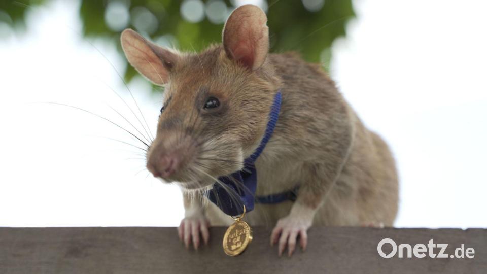 2020 bekam Magawa bereits für seine Leistungen eine spezielle Medaille - als erste Ratte überhaupt. (Archivbild) Bild: Pdsa/PA Media/dpa