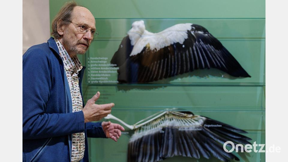 Alfons Rolf Bense zeigt im Westfälischen Storchenmuseum ein Exponat zur Anatomie des Weißstorchs. Bild: David Ebener/dpa