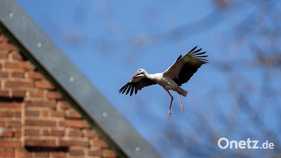 Ein Storch im Landeanflug. Bild: David Ebener/dpa