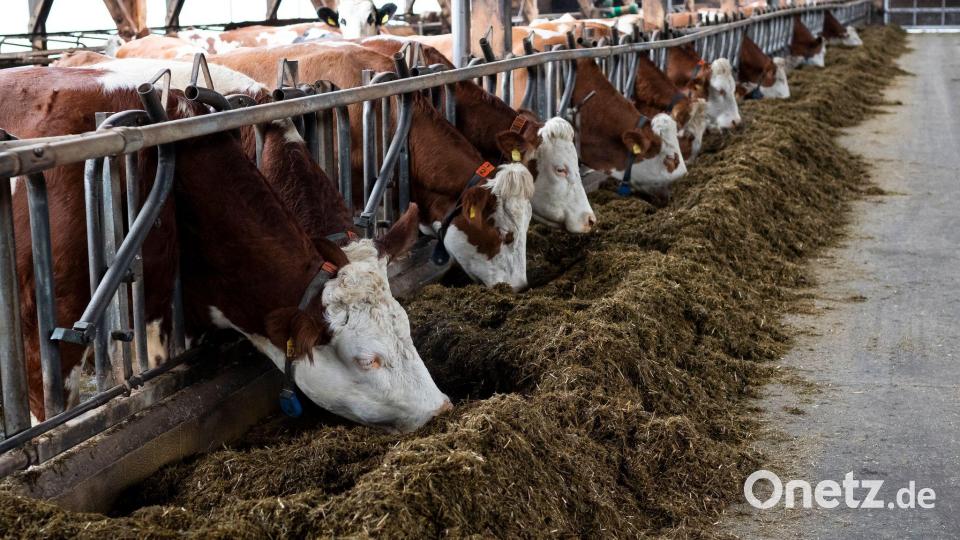 Die Kühe leben in einem Offenfrontstall. Bild: Daniel Vogl/dpa