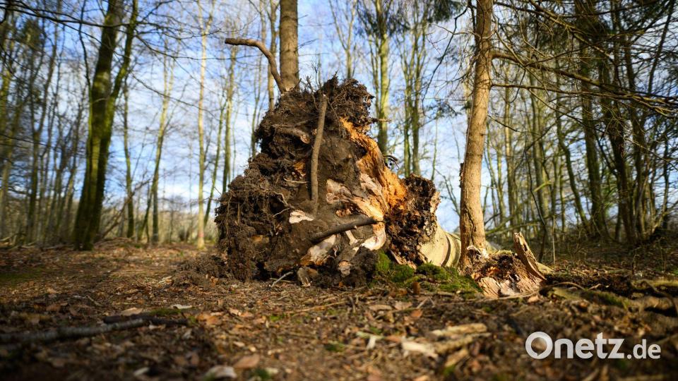 Dieser Baum ist umgestürzt. Bild: Daniel Reinhardt/dpa