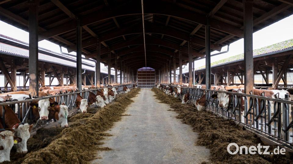 Die Tiere im Stall haben frische Luft, Regen, Sonne und Schatten. Bild: Daniel Vogl/dpa