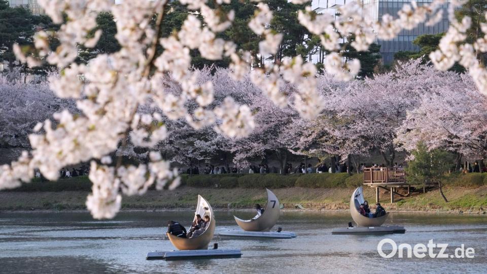 Menschen fahren in Seoul mit Booten in einem Park neben blühenden Kirschblüten. Bild: Ahn Young-joon/AP/dpa