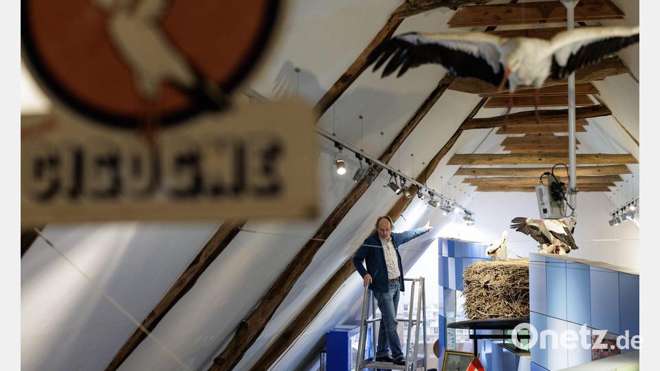 „Storchenvater“ und Autor Alfons Rolf Bense führt durch das Westfälische Storchenmuseum. Ein großes Exponat ist ein Original-Storchennest, das wegen Sanierungsarbeiten von einem maroden Schornstein genommen werden musste. Es wog fast eine Tonne. Museumsbesucher können über eine Leiter hineinschauen. Bild: David Ebener/dpa