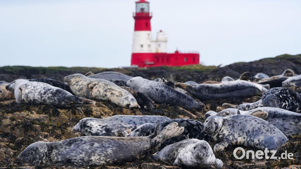 Kegelrobben-Kolonie auf den Farne-Inseln vor Northumberland Bild: Owen Humphreys/PA Wire/dpa