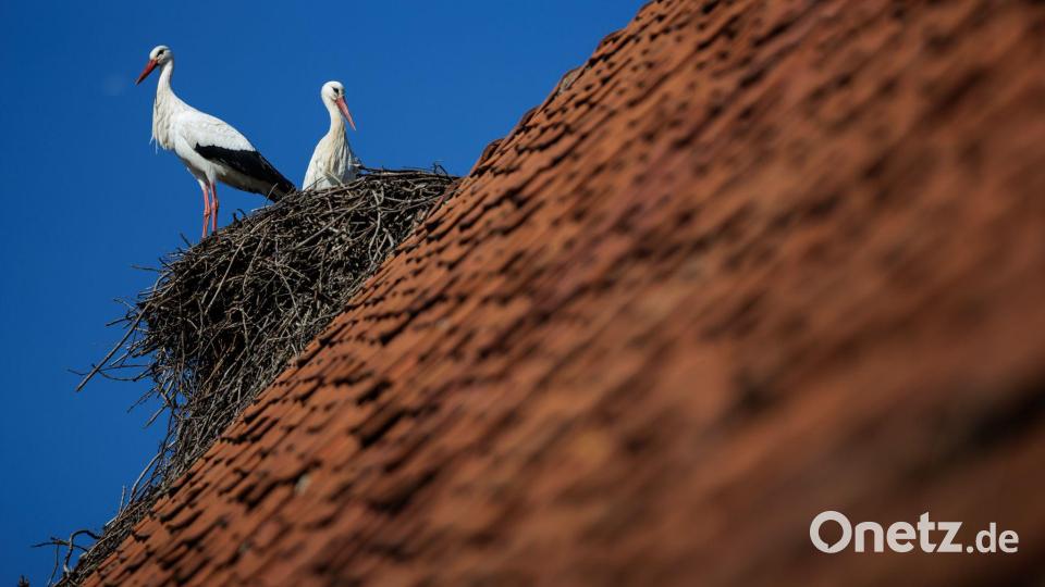 Ein Weißstorch-Paar steht bei blauem Himmel in seinem Horst. Petershagen im Kreis Minden-Lübbecke gilt mit seinen zahlreichen Horsten als Storchenhauptstadt von Nordrhein-Westfalen. Bild: David Ebener/dpa