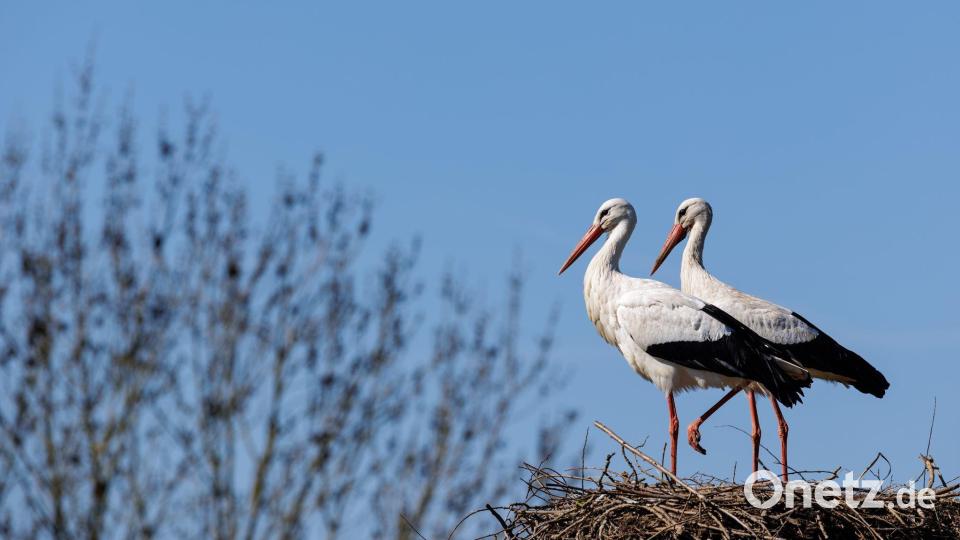 Die Zahl der Störche ist in Deutschland deutlich gestiegen. Das Lag nach Experteneinschätzung vor allem an den Westziehern. Viele von ihnen fliegen dank ausreichender Nahrungsquellen in Westeuropa nicht mehr die kraftraubende Langstrecke bis nach Afrika. Damit sind sie weniger Risiken ausgesetzt. Bild: David Ebener/dpa