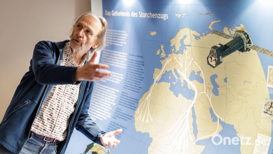 Vogelschützer Alfons Rolf Bense zeigt im Westfälischen Storchenmuseum eine Karte mit den Zugstrecken der Störche zu den Winterquartieren. Eine Hauptroute führt nach Westen über die Meerenge von Gibraltar nach Afrika. Viele dieser Westzieher fliegen aber gar nicht mehr so weit über das Mittelmeer. Die andere Hauptroute führt Richtung Osten über den Bosporus nach Afrika. Bild: David Ebener/dpa