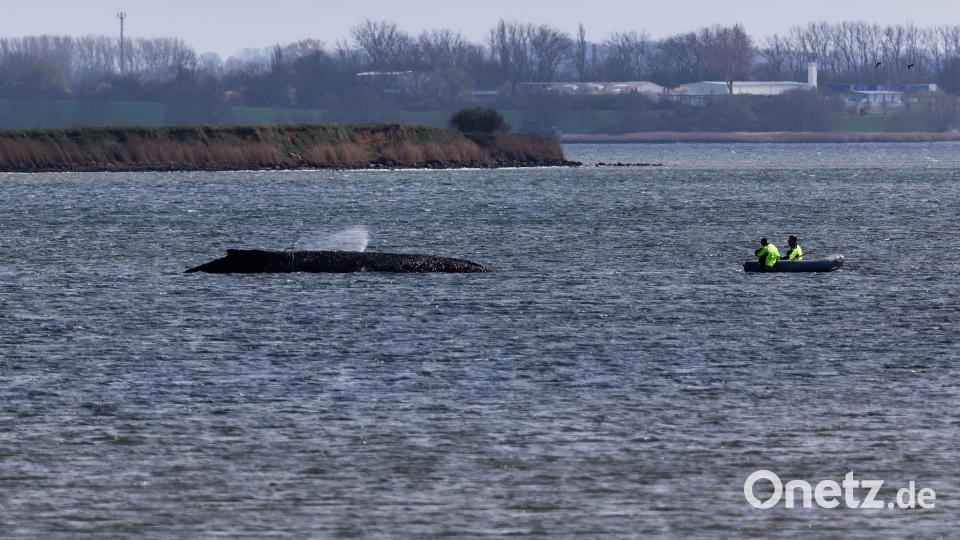 Einsatzkräfte der Feuerwehr benetzen den Rücken des Wals, der aus dem Wasser ragt. Bild: Marcus Golejewski/dpa