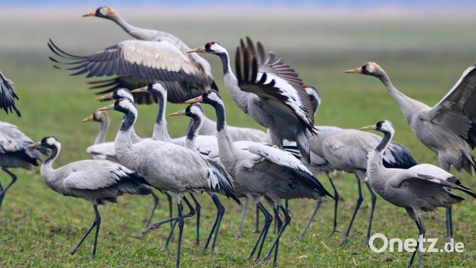 Im vergangenen Herbst sind viele Kraniche an der Vogelgrippe gestorben. (Archivbild) Bild: Patrick Pleul/dpa
