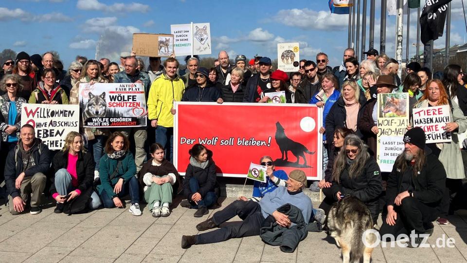 Nach Angaben der Veranstalter nahmen bis zu 150 Menschen an der Mahnwache für den Wolf teil. Bild: Markus Klemm/dpa