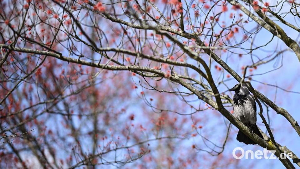 Damit es für die Vogelwelt ein gutes Frühjahr wird, ist es laut dem Experten wichtig, dass es nicht zu trocken wird. (Archivbild) Bild: Britta Pedersen/dpa