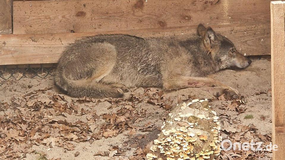 Der vor einer Woche mitten in Hamburg eingefangene Wolf ist wieder frei. Er sei am Ostersonntag ausgewildert worden, teilte die Umweltbehörde mit. (Foto Handout) Bild: Umweltbehörde Hamburg/dpa