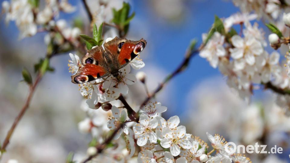 Tagpfauenauge auf Baumblüten Bild: Thomas Warnack/dpa