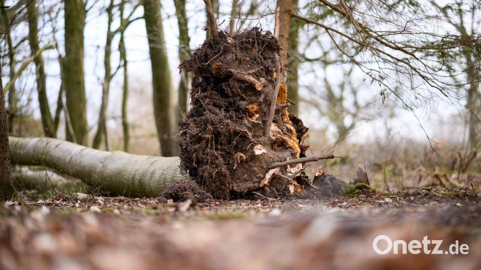 Der umgestürzte Baum im Waldstück südöstlich von Flensburg. Bild: Daniel Reinhardt/dpa