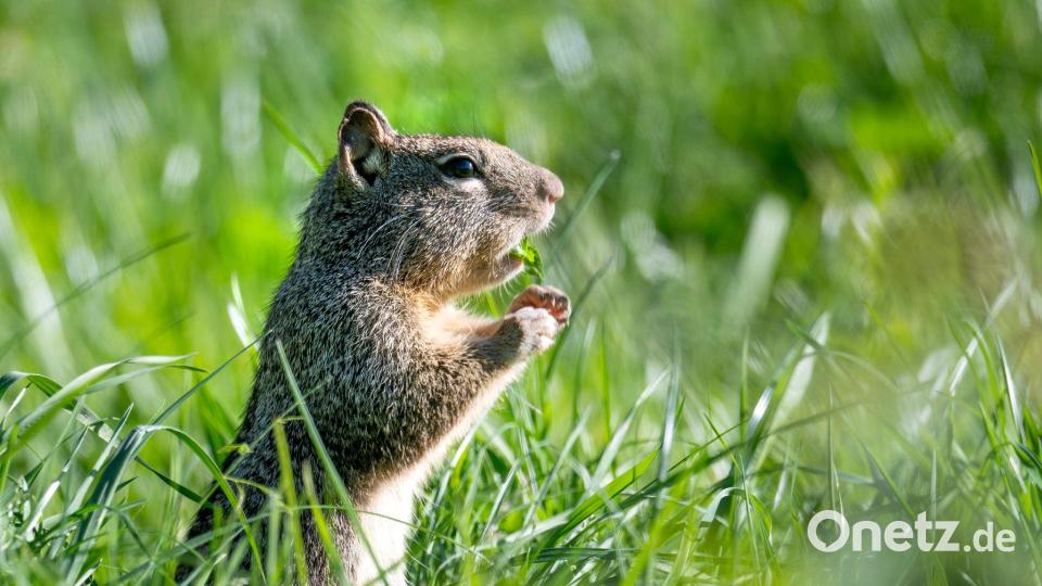 USA in Oregon: Kalifornischer Ziesel legt eine Gras-Pause auf der Wiese an der Landstraße ein Bild: Robin Loznak/ZUMA Press Wire/dpa