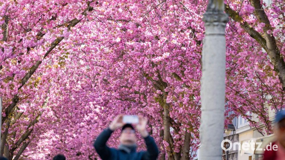 Die berühmten Bonner Kirschblüten blühen zum Osterwochenende in voller Pracht auf. Bild: Benjamin Westhoff/dpa