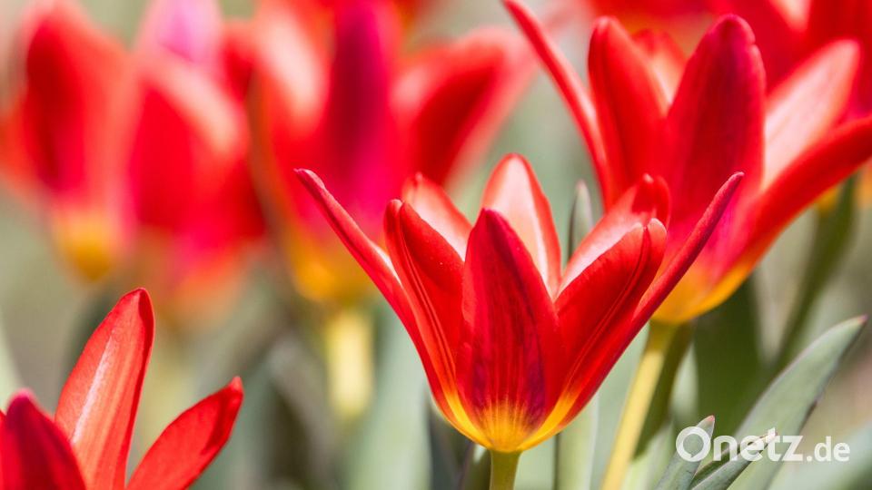 Tulpen wachsen auf einer Wiese in Südbrandenburg. Bild: Frank Hammerschmidt/dpa