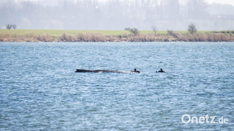 Taucher hatten tagsüber die Position des Buckelwals überprüft. Bild: Philip Dulian/dpa