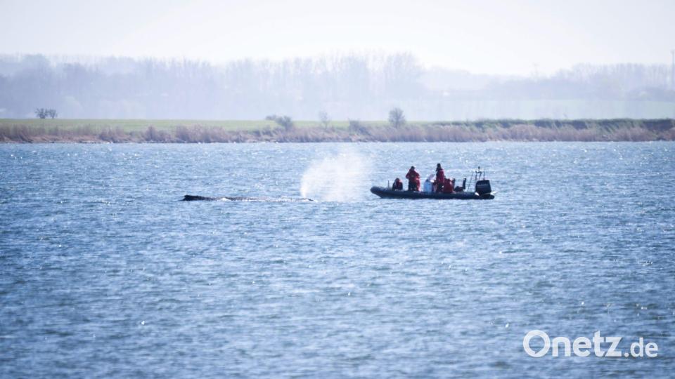 Auch nach Ostern machen sich Expertinnen und Experten ein Bild von der Situation des Wals. Bild: Philip Dulian/dpa