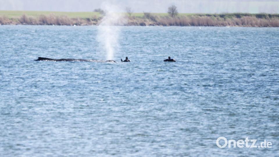 Einsatzkräfte beim Buckelwal Bild: Philip Dulian/dpa