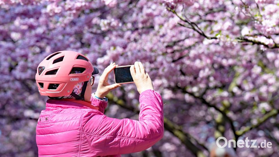 Eine Frau macht Fotos von den Kirschblüten im Olympiapark in München. Bild: Malin Wunderlich/dpa