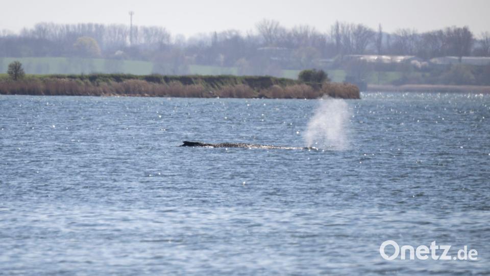 Der Buckelwal stößt noch immer Atemluft aus. Bild: Philip Dulian/dpa