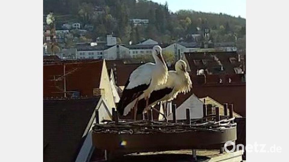 Die zwei Störche Adele und Bartl fühlen sich sichtlich wohl in der Vilsstadt. Bild: Anna Bogner