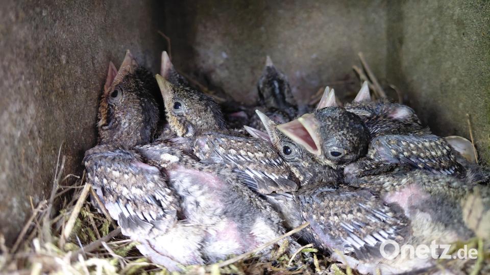 Der Golfplatz Schmidmühlen bietet eine Heimat für den vom Aussterben bedrohten Wendehals. Auf dem Gelände wurden Biotopbereiche ausgewiesen, die nicht betreten werden dürfen. Dadurch sollen die Tiere in Ruhe brüten können. Bild: Jonas Nelhiebel