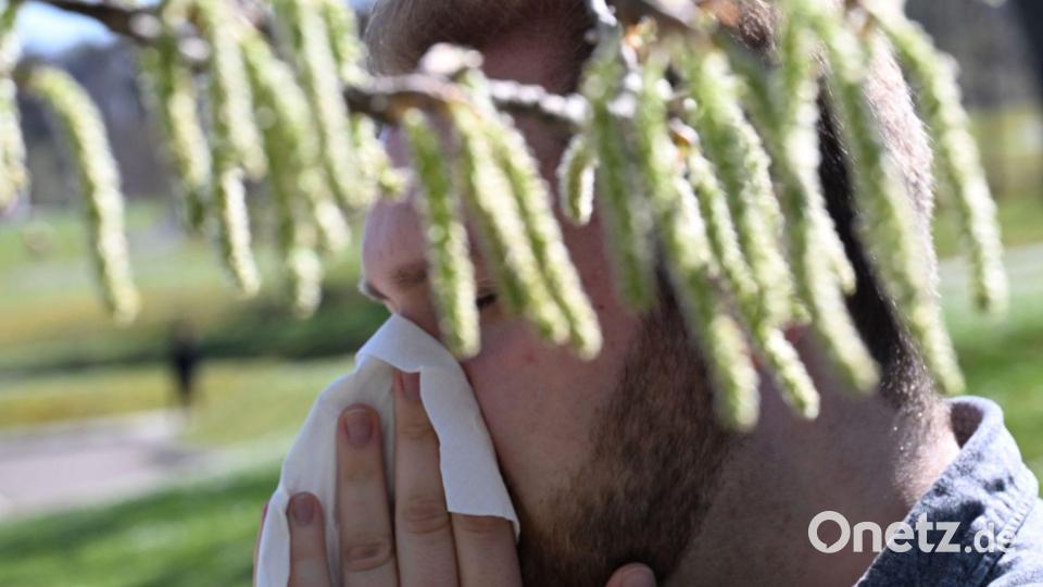 Birkenpollen sind nun auf dem Saisonhöhepunkt. (Symbolbild) Bild: Bernd Weißbrod/dpa
