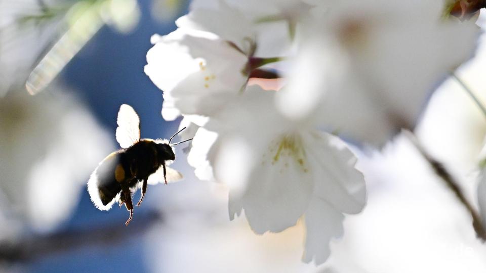 Summen im Gegenlicht: Eine Hummel fliegt zu einer Blüte einer Zierkirsche. Bild: Sebastian Gollnow/dpa