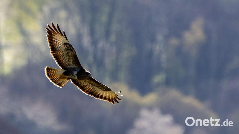 Über den Baumwipfeln: Ein Greifvogel fliegt mit ausgebreiteten Schwingen. Bild: Thomas Banneyer/dpa