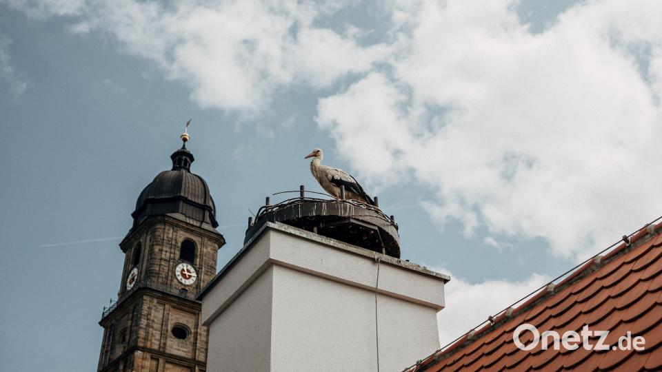 Das Storchenpaar hat sein Nest auf dem Dach des Bootshauses Amberg wieder bezogen. Durch eine neu installierte Storchenkamera kann das Geschehen im Nest nun hautnah miterlebt werden. Bild: Anna Bogner