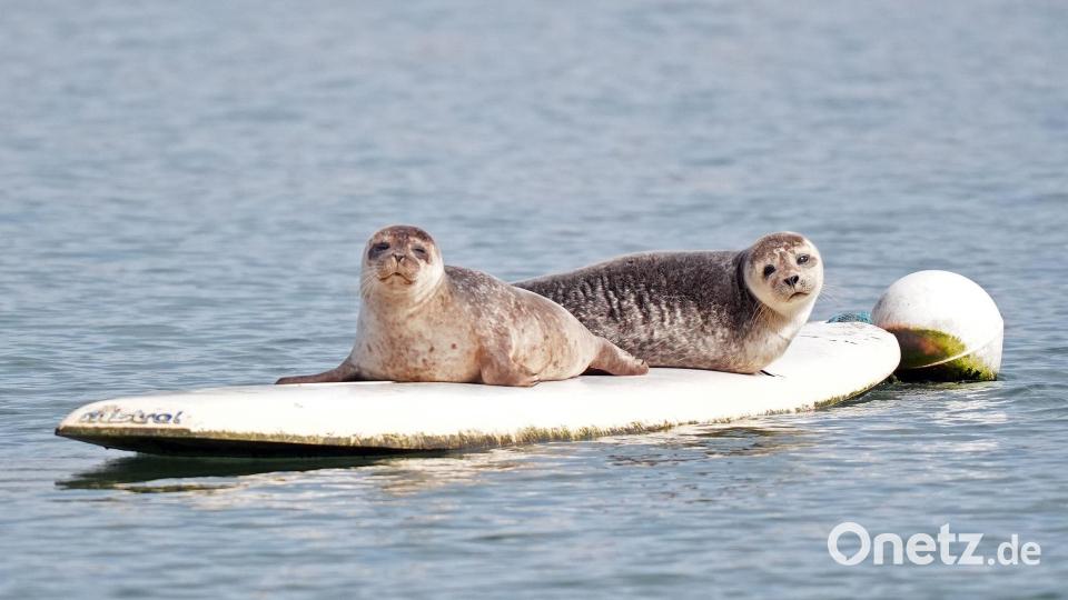 Zwei Robben haben es sich auf einem Surfbrett bequem gemacht. Bild: Niall Carson/PA Wire/dpa